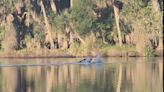 Oso ahuyenta a dos caimanes que lo acechaban mientras nadaba en un río de Florida
