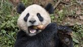 Diplomacia dos pandas: China envia dois ursos gigantes para zoológico da Califórnia, nos EUA