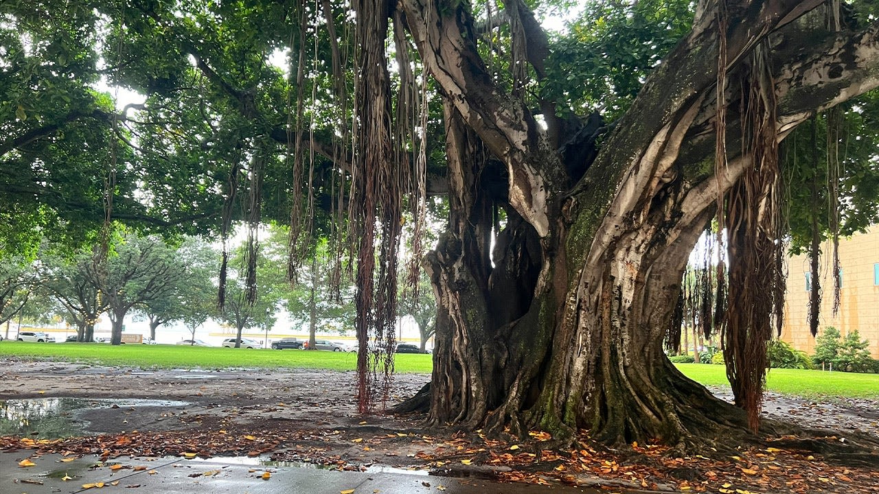 4, including 3 minors, struck by lightning under tree in downtown St. Petersburg: First responders