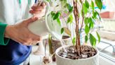5 tips to save an overwatered plant