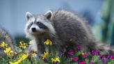 How To Keep Raccoons Away, According To An Expert