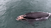 Right whale juvenile found dead off Martha's Vineyard. Group says species is 'plunging toward oblivion'