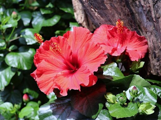 科博館植物園「熱帶花后—朱槿展」繽紛綻放中