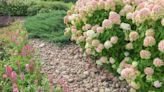 11 flowering shrubs to plant in your garden before May ends