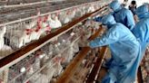 Drugmaker Sinergium will share bird flu vaccine data in low and middle-income countries, says WHO | Mint
