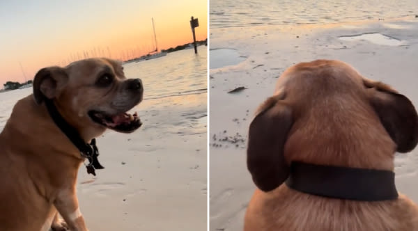 'We Were Crying On The Way Home': A Sunset, A Dog, And A Heartwarming Moment