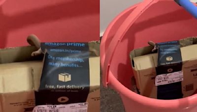 Bengaluru Couple Finds Cobra Crawling Out Of Amazon Delivery Package