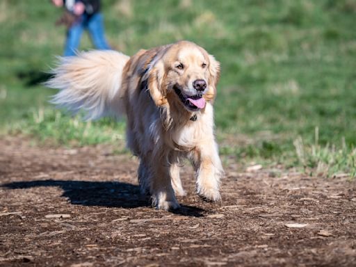 Golden Retriever Lights Up with Joy Upon Seeing His First House with a Yard