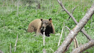 Man encounters bear in Yosemite: What to do if this happens