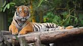 Why is the Malayan Tiger, Malaysia's national symbol, on the verge of exinction?