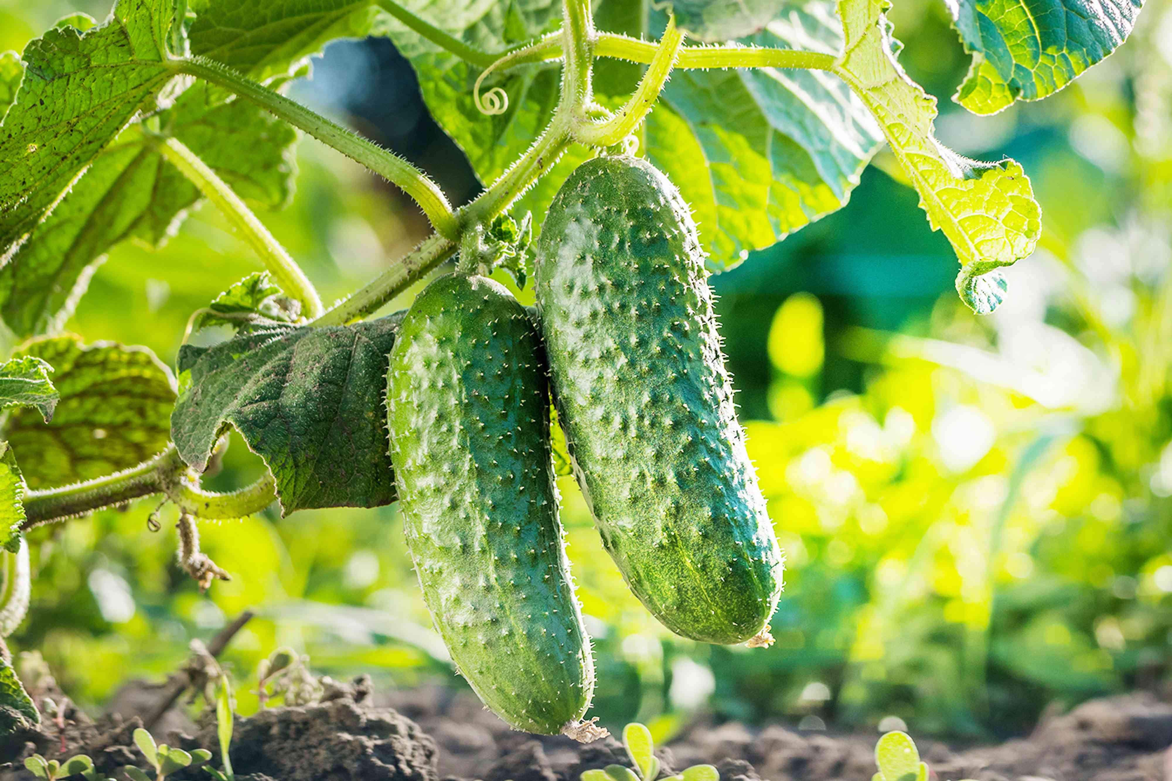 8 Plants You Should Never Grow Next to Your Cucumbers