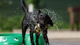 Watch: Dogs having a pool party in adorable behind-the-scenes footage at Dogs Trust!