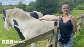 Mother was killed in attack by pet American bulldog