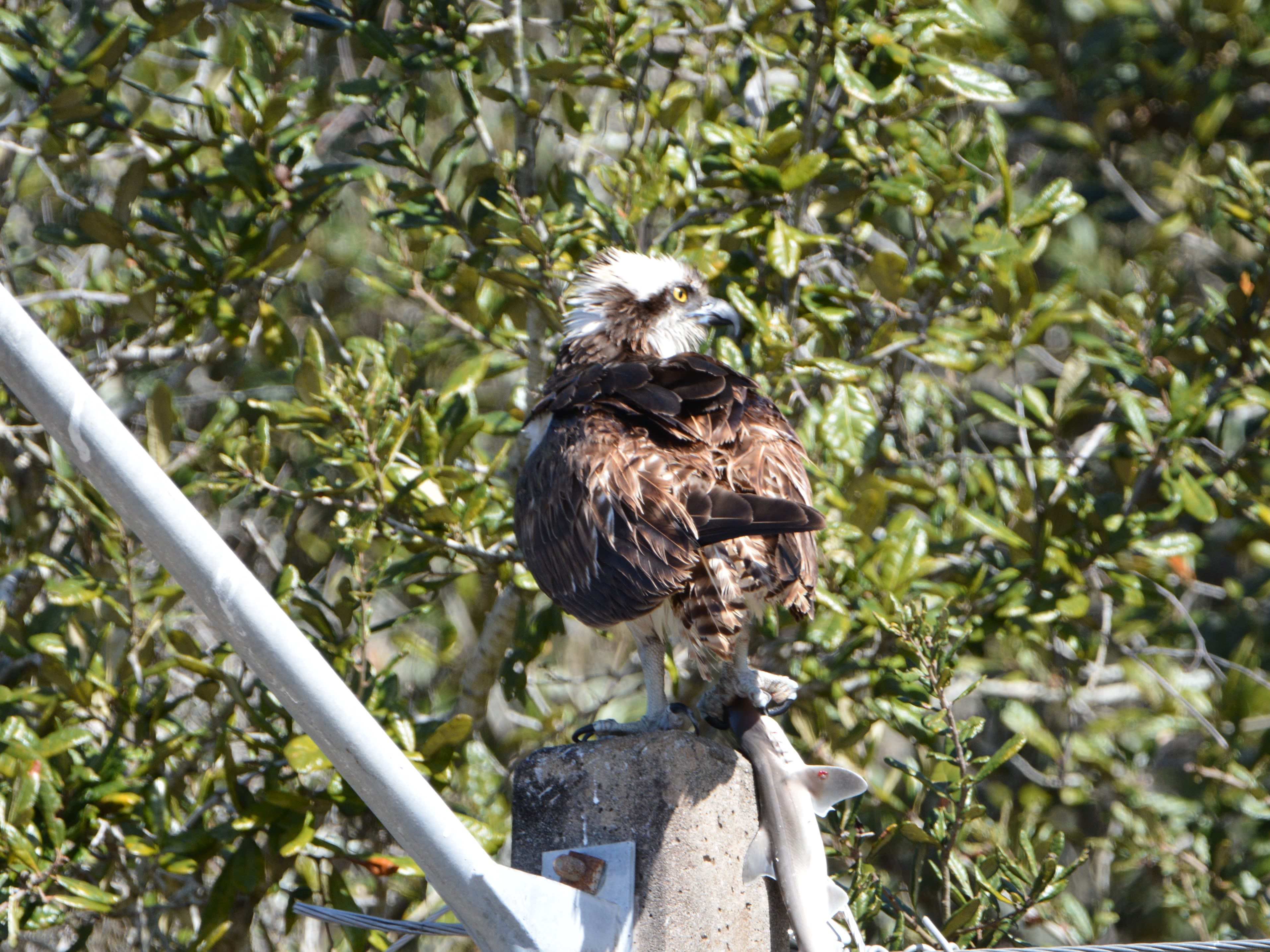 Chicago outdoors: Osprey and shark, toad tadpoles at Montrose, cicada art