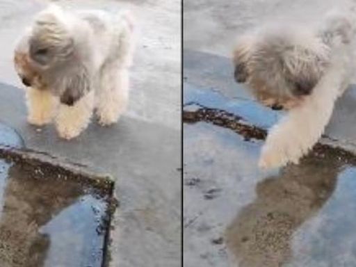 La desternillante reacción de este 'perrito' cuando ve su reflejo en el agua por primera vez