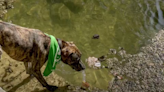 Toxin harmful to dogs found in Austin's Barking Springs algae sample