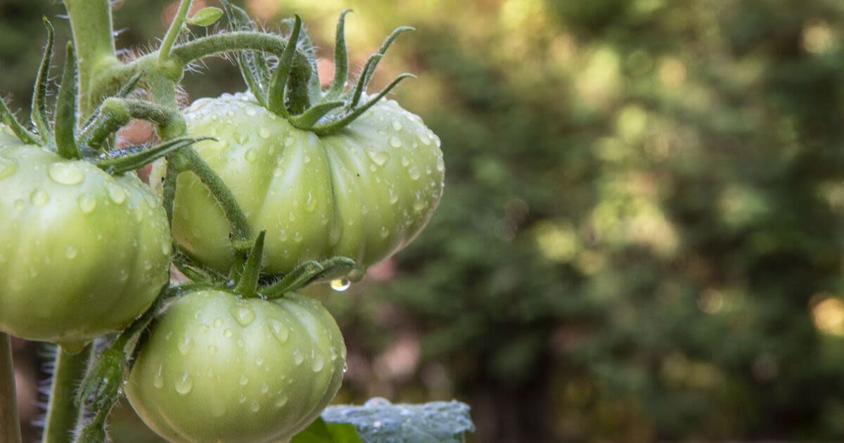 Monty Don’s last ditch solution to turn tomatoes red after harvesting