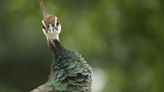 Toronto has a secret brood of peacocks. Here’s how they’ve been thriving for decades