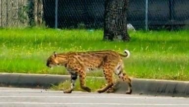 Bobcat found at Texas army base still on the loose