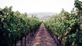 This Napa Valley Vineyard May Be up for Grabs Thanks to a ‘Succession’-Style Family Feud