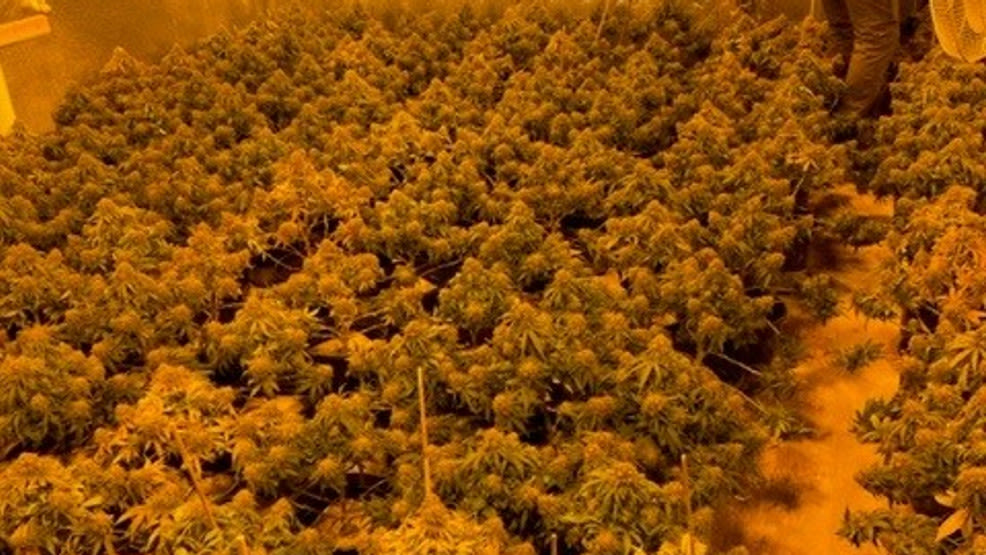 'Flying under the radar:' Maine law enforcement works to take down illegal marijuana grows