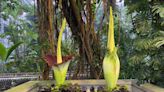 First corpse flower blooms at US Botanic Garden in DC
