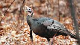 Pennsylvania Game Commissioners add 300-plus acres to game lands system - Outdoor News