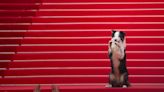Messi the dog delights Cannes red carpet with tricks