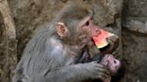 Dozens of monkeys searching for water drown in well as heatwave scorches India