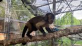 Judge: Monkey will not be returned to its owner who is accused of giving it drugs
