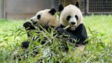 Two new giant pandas are returning to Washington’s National Zoo from China by the end of the year