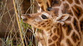 Newborn giraffe arrives with a bump at zoo