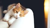 Growing Up With Cats Linked to Higher Schizophrenia Risk