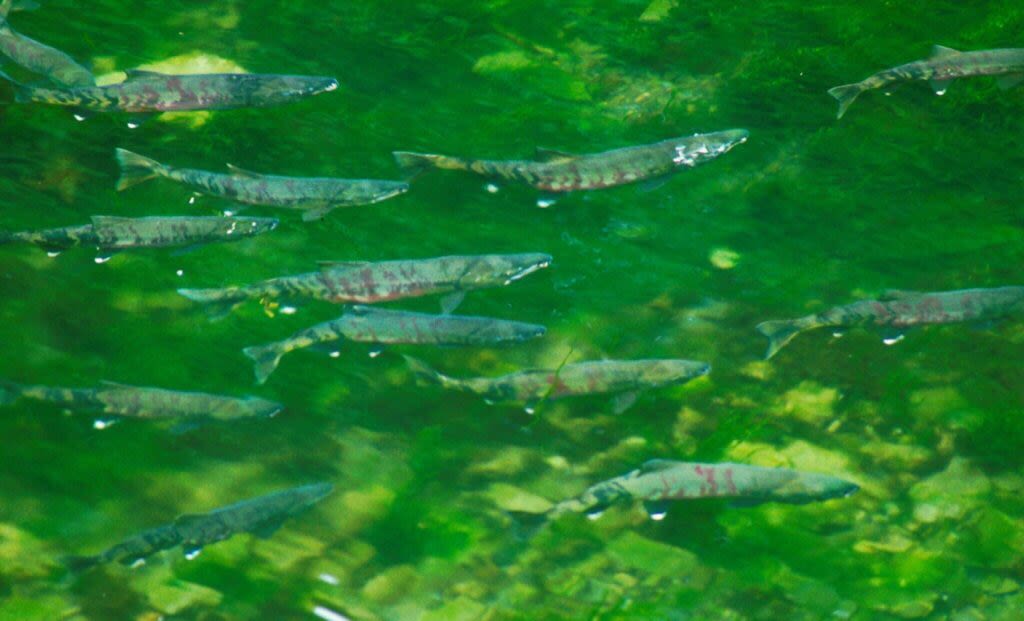 Task force report identifies research needs to better understand Alaska salmon problems | Juneau Empire