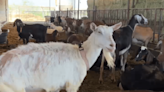 Thieves steal 12 goats from dairy farm in Ontario