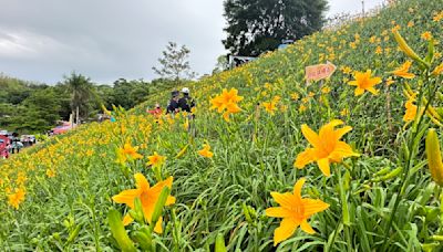 等不及金針花盛開 花壇虎山巖湧來民眾冒雨賞花