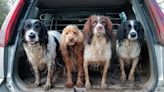 Ask the Expert: Which quirky, stylish runaround is best for two muddy dogs?