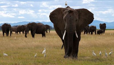 Ecologistas piden a Tanzania que prohíba la caza deportiva de elefantes