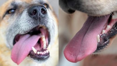 Estos son algunos motivos por los que tu perro saca la lengua, según especialistas