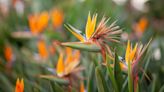 How to Care for Bird-of-Paradise Plants, According to an Expert