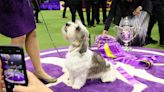 Who will win Best in Show? Schedule, TV, streaming info for 2024 Westminster Dog Show