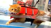 Must See! This Fat Feline Is Braving His Fear of Water to Shed Some Kitty Kilos