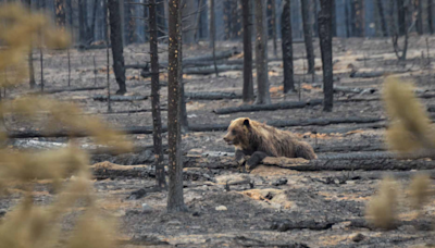 Well-known mama grizzly bear and her cubs survive Jasper's destructive wildfire
