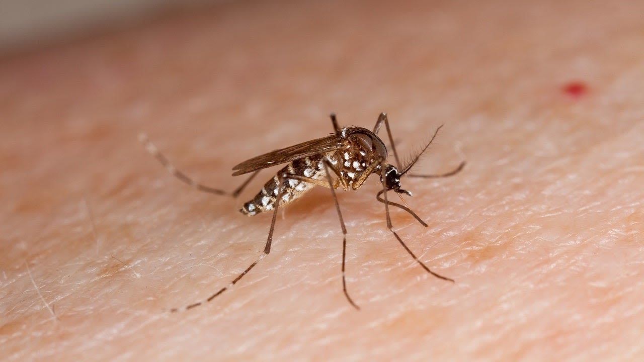 West Nile virus detected in Lake County mosquitoes