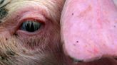 Britain detects first human case of flu strain similar to pig virus