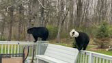 Wildlife officials looking for Sussex County bear with head stuck in chicken feeder