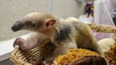 Rhode Island Zoo's Newborn Tamandua Is a Weirdly Adorable, Long-nosed Wonder — See the Photos