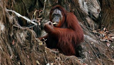 Malaysia offers trade partners 'orangutan diplomacy'