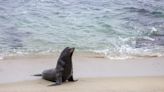 These San Diego-area beaches among best for spotting wildlife in US: report
