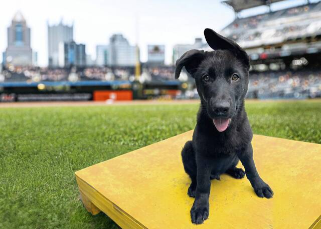 Newest Pirates' team dog scores official name